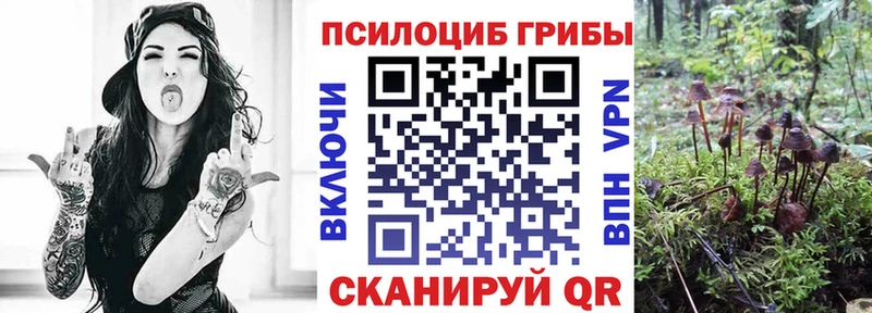 дарк нет какой сайт  Тверь  Галлюциногенные грибы Cubensis 